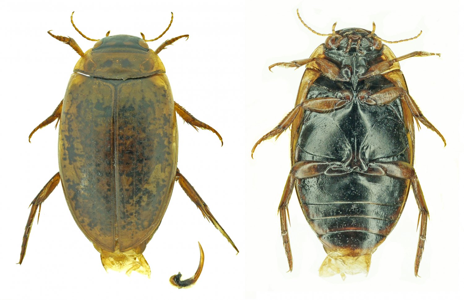 Réf. 183816 — INSECTA > Coleoptera > Dytiscidae > Agabus (Gaurodytes